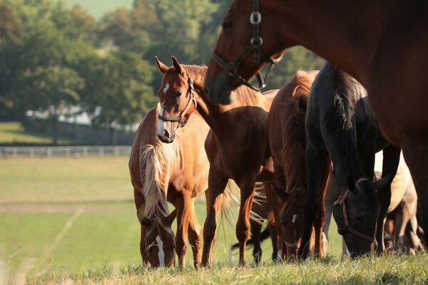 Лошади на пастбище на фоне деревьев
.