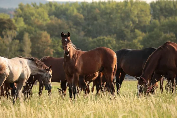 Cavalos Pasto Polónia — Fotografia de Stock