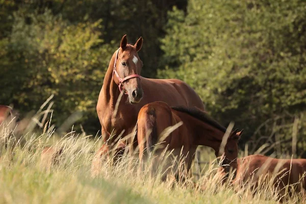 Pferde Auf Der Weide Polen — Stockfoto