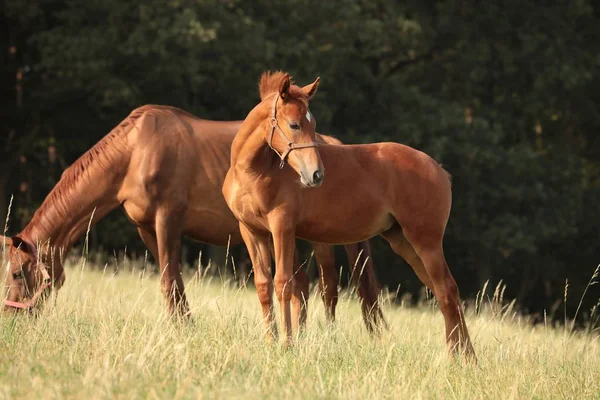 Giovane Cavallo Pascolo — Foto Stock