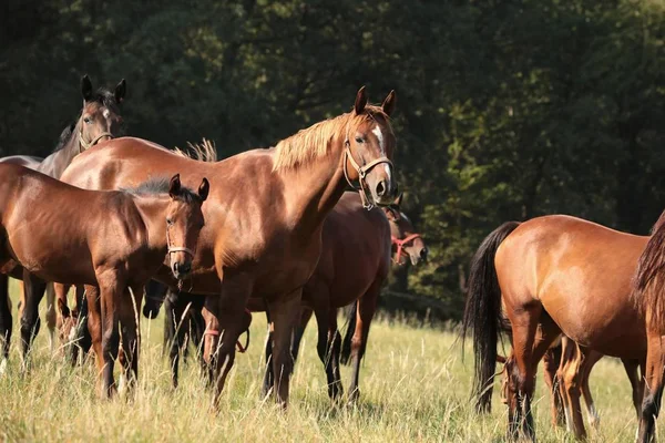 Mare Med Avkomma Bakgrunden Träd — Stockfoto