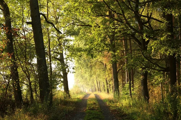 Estrada Rural Através Floresta Amanhecer — Fotografia de Stock