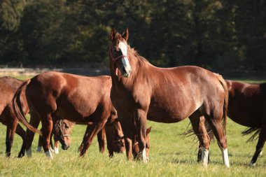 Atlar arazide ağaç arka plan üzerinde