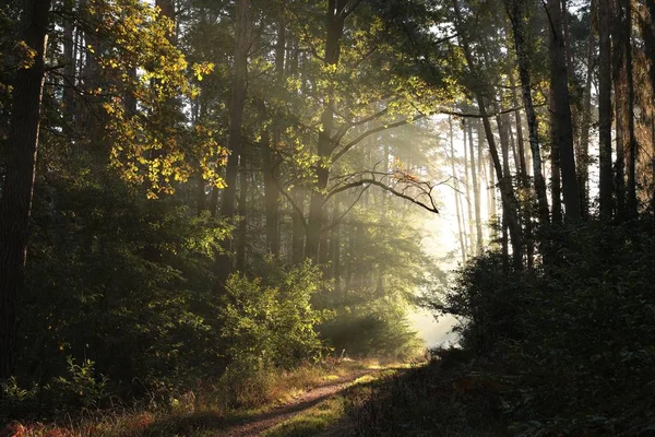 Gündoğumu Sisli Sonbahar Orman Yolundan — Stok fotoğraf
