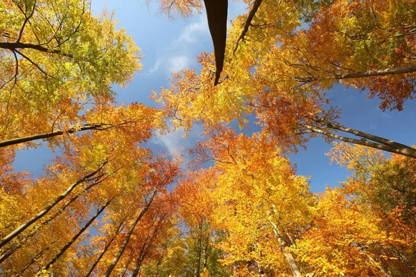 Höstens Bokskogen Solskenet — Stockfoto