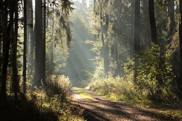 Coniferous Forest Foggy Morning — Stock Photo, Image