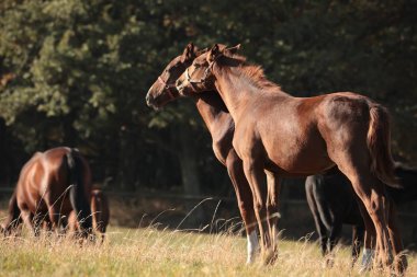 Tay arazide sonbahar başında.