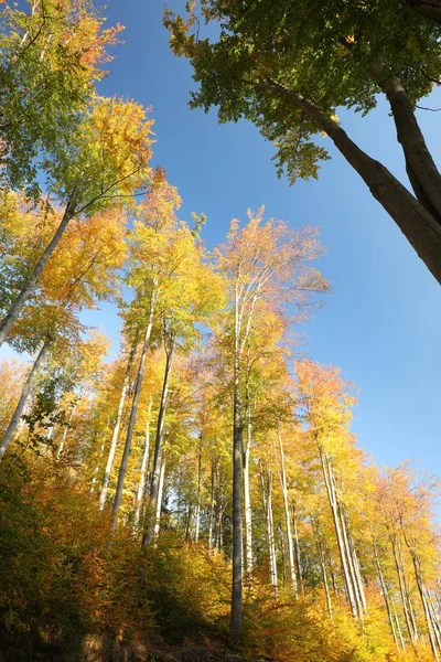 Herfst Beukenbos Zon — Stockfoto