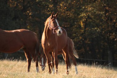 Mare arazide güneş