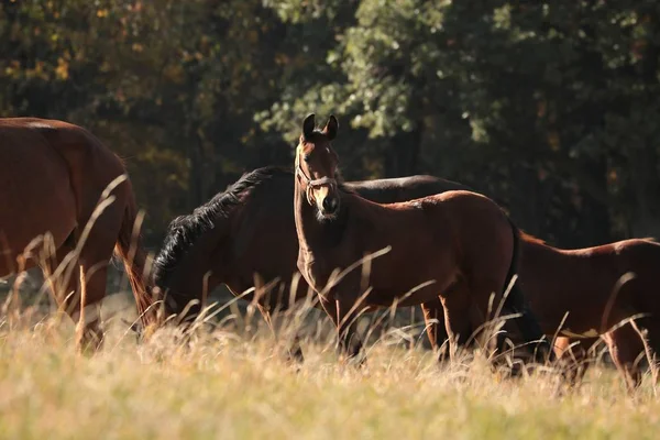 Fohlen Auf Der Weide Herbstbeginn — Stockfoto