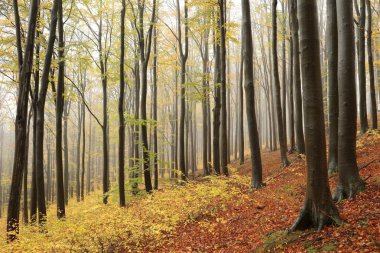Autumn beech forest in the fog clipart