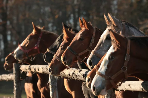 牧場で馬のクローズ アップ — ストック写真