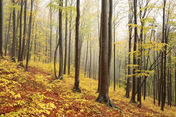 Herbstlicher Buchenwald Nebel — Stockfoto