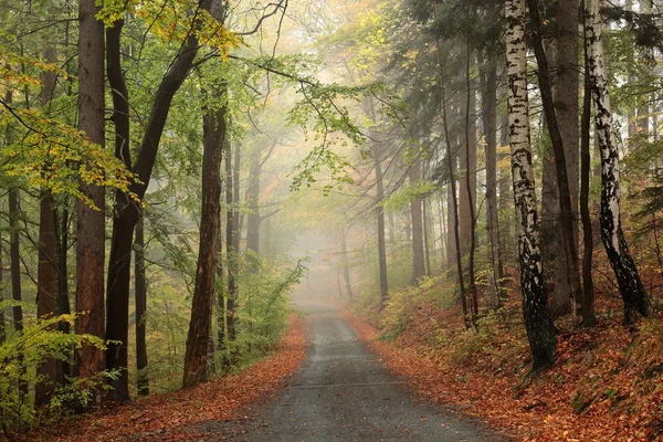 Landweg Door Een Herfst Bos — Stockfoto