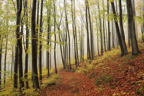 Caminho Através Uma Floresta Faia Outono — Fotografia de Stock