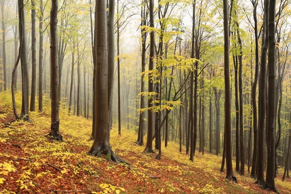 秋天山毛榉林在雾中 — 图库照片