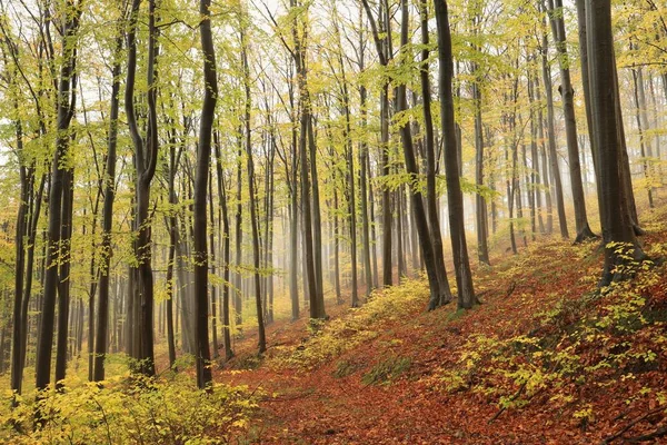 Camino Través Bosque Hayas Otoño —  Fotos de Stock