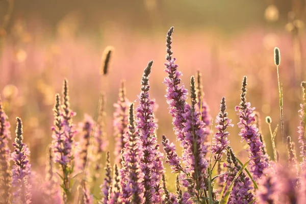 Loosestrife Lythrum Salicaria Bir Çayır Üzerinde — Stok fotoğraf