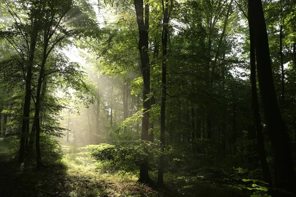 Oaks Het Voorjaar Forest Bij Dageraad — Stockfoto