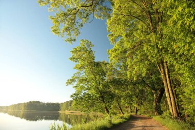 Oaks bir bahar sabahı bir göl kenarında.