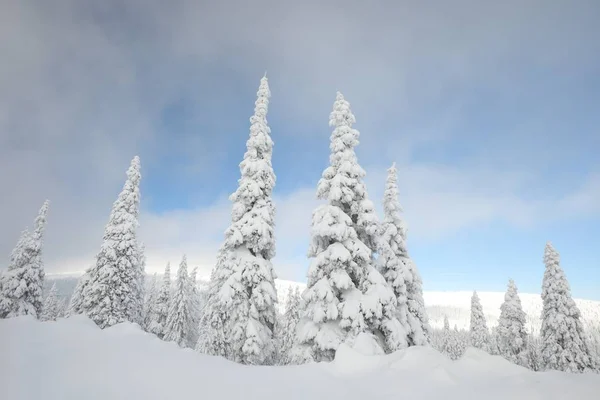 云杉树木覆盖着积雪的山坡上 — 图库照片