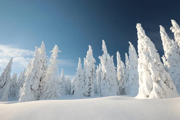 云杉树木覆盖着积雪的山坡上 — 图库照片