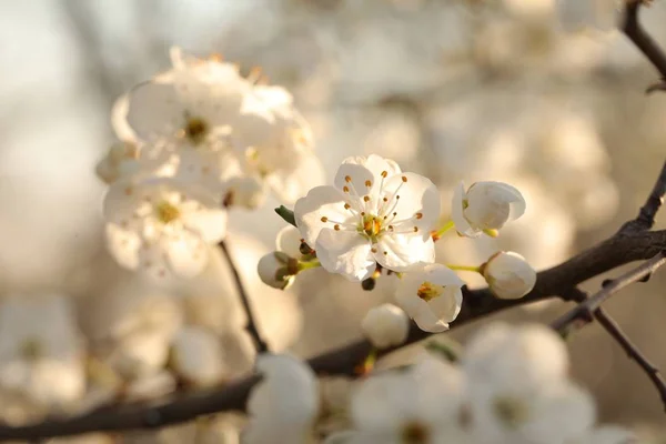 Flores Primavera Florescendo Uma Árvore — Fotografia de Stock