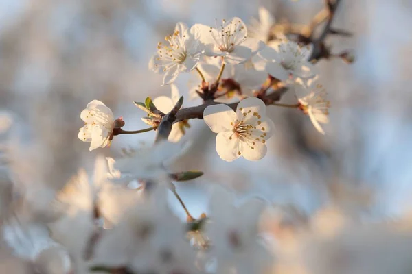 Jarní Květiny Kvetou Stromě — Stock fotografie