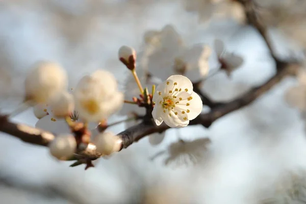 Wiosenne Kwiaty Kwitnące Drzewie — Zdjęcie stockowe