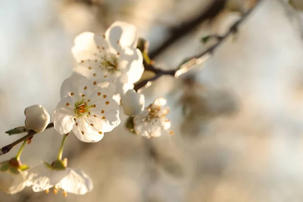 Flores Primavera Florescendo Uma Árvore — Fotografia de Stock