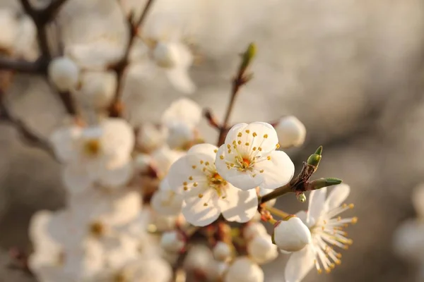 Frühlingsblumen Blühen Auf Einem Baum — Stockfoto