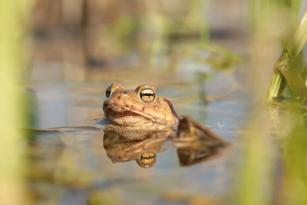 Frosch Teich Während Der Paarungszeit Einem Sonnigen Frühlingsmorgen — Stockfoto