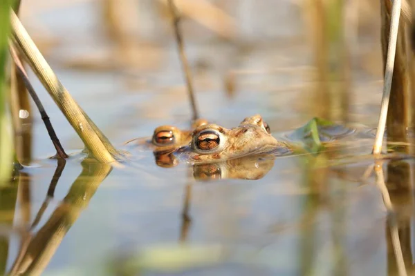 Sapo Uma Lagoa Durante Época Acasalamento Uma Manhã Primavera Ensolarada — Fotografia de Stock