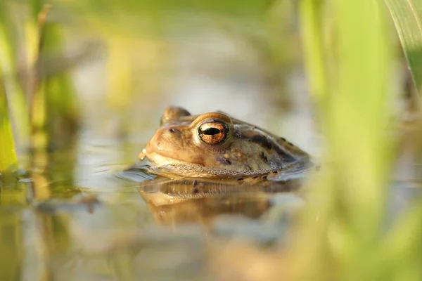 Frog Pond Mating Season Sunny Spring Morning — Stock Photo, Image