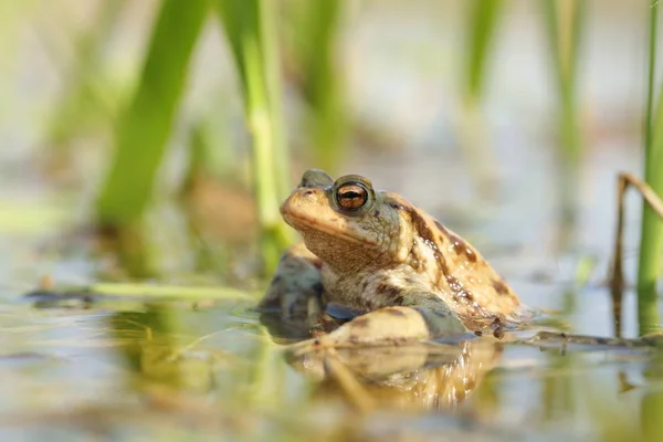 Grenouille Dans Étang Pendant Saison Des Amours Par Matin Printemps — Photo