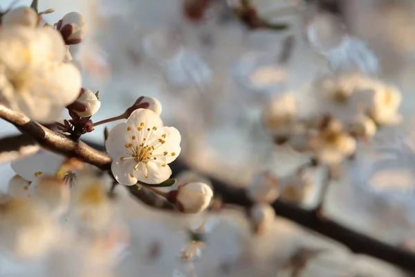 Wiosenne Kwiaty Kwitnące Drzewie — Zdjęcie stockowe