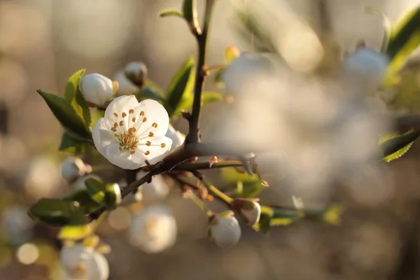Vårblommor Blommar Ett Träd — Stockfoto