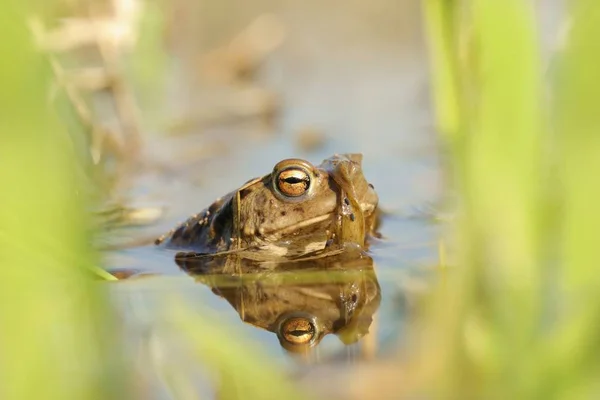 Frog Pond Mating Season Sunny Spring Morning — Stock Photo, Image