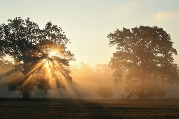 Chênes Sur Terrain Par Matin Septembre Brumeux — Photo