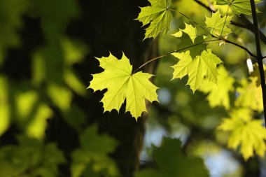 Ormanda bahar akçaağaç yaprağı.