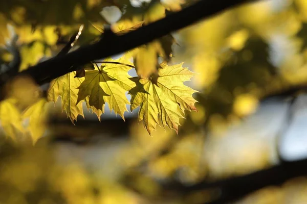 森で春のカエデの葉 — ストック写真