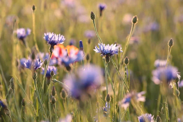 Cornflower Field Dusk — Stock Photo, Image