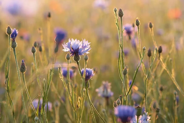 Cornflower Field Dusk — Stock Photo, Image