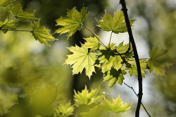 Spring Maple Leaf Forest — Stock Photo, Image