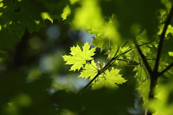 Frühling Ahornblatt Wald — Stockfoto