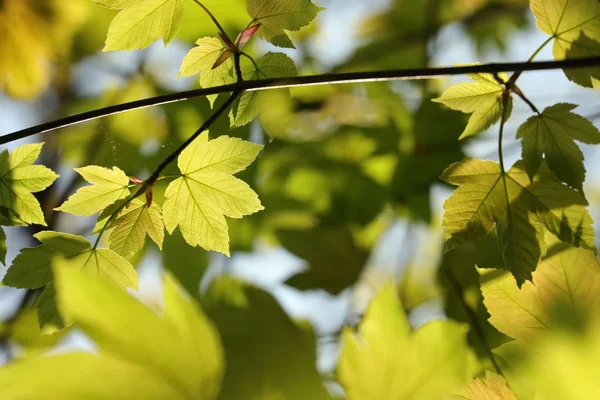 Sycamore Klon Liści Lesie Słoneczny Wiosenny Poranek — Zdjęcie stockowe