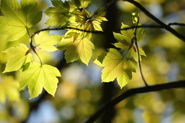 Sycamore Klon Liści Lesie Słoneczny Wiosenny Poranek — Zdjęcie stockowe