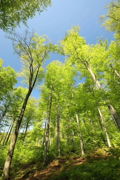 Spring Beech Forest Blue Sky — Stock Photo, Image