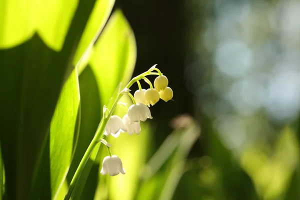 Lily Van Vallei Het Bos — Stockfoto