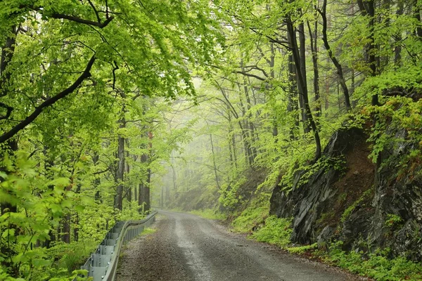 Sentier Travers Forêt Feuillus Printanière Dans Brouillard Temps Pluvieux — Photo